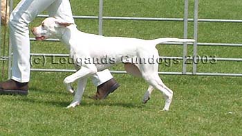 4th Minor Puppy Bitch